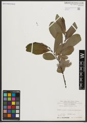 Foto von Salix appendiculata Vill.
